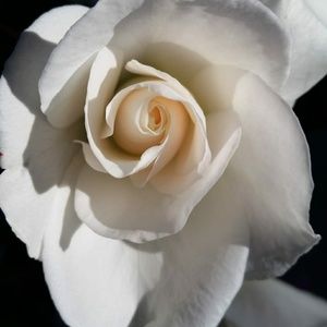 Listing for Courtney